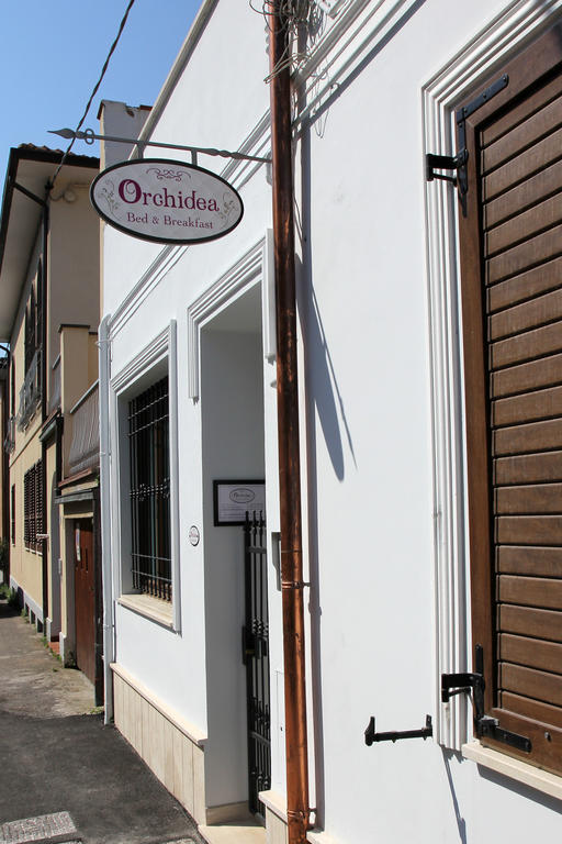 Orchidea &